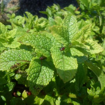 Ähren-Minze Nannah - Mentha spicata