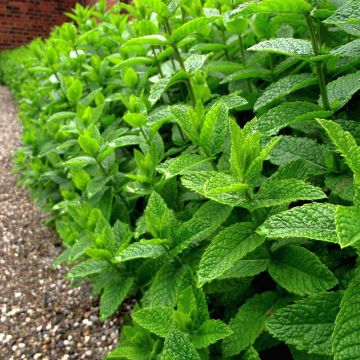 Pfefferminze Bio - Mentha piperita