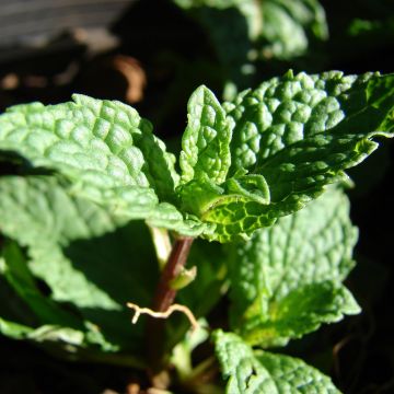 Ähren-Minze Tashkent - Mentha spicata