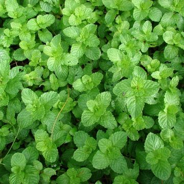 Ähren-Minze Yakima - Mentha spicata