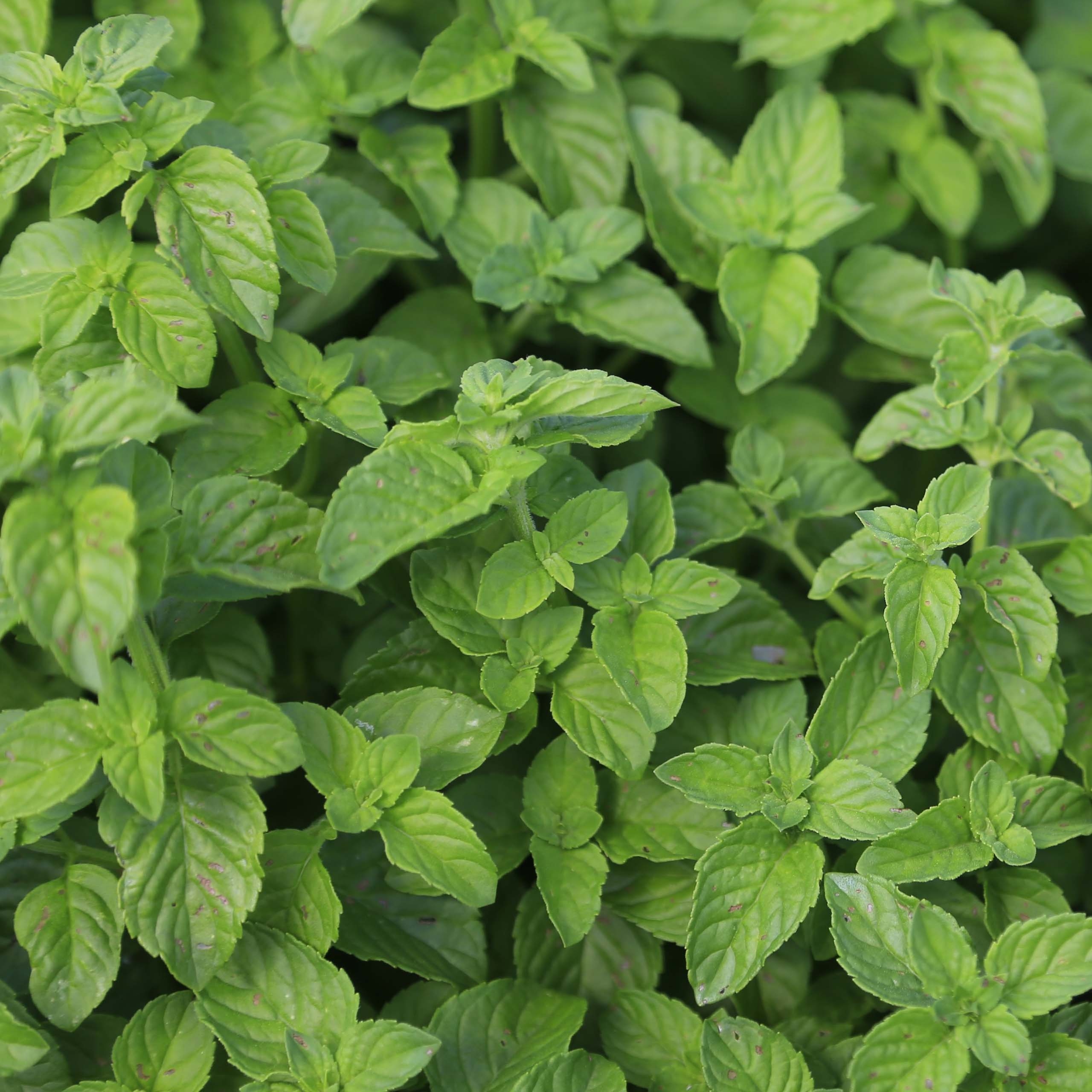 Ähren-Minze Bio - Mentha spicata