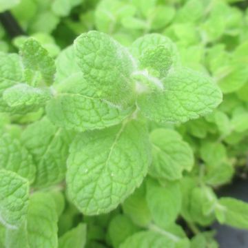 Rundblättrige Minze - Mentha suaveolens