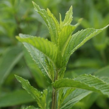 Ähren-Minze - Mentha spicata