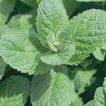 Pfefferminze Swiss - Mentha piperita