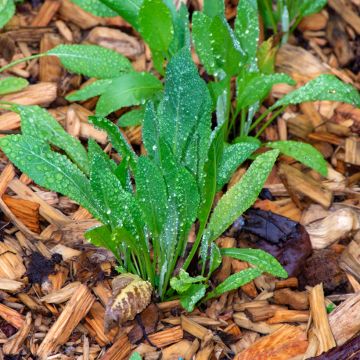 Menthe Coq - Tanacetum balsamita