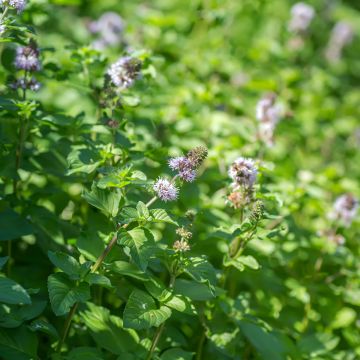 Wasser-Minze - Mentha aquatica