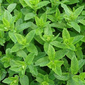 Ähren-Minze Nannah Bio - Mentha spicata