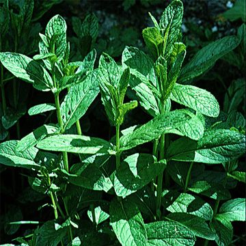 Ähren-Minze Verte vraie - Mentha spicata