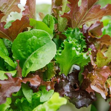 Mesclun Mix 4