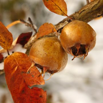 Echte Mispel Macrocarpa - Mespilus germanica'Allemagne, Néflier d'Allemagne