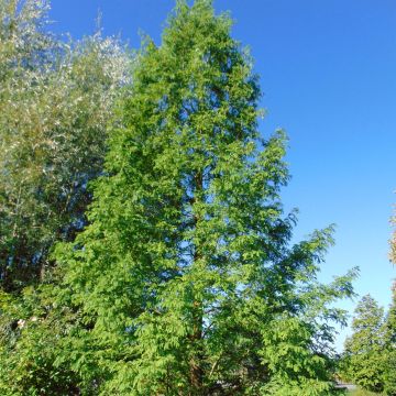 Metasequoia glyptostroboides