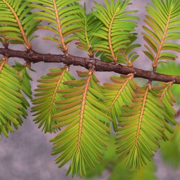 Metasequoia glyptostroboides Amber Glow  - Urweltmammutbaum