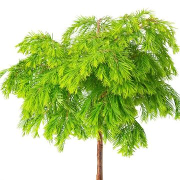 Metasequoia glyptostroboides Matthaei Broom - Urweltmammutbaum