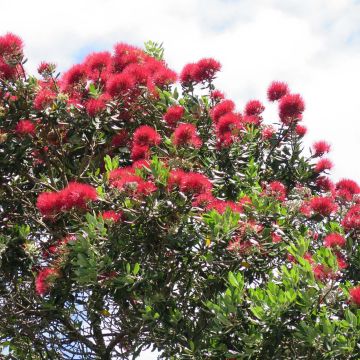 Metrosideros excelsa - Neuseeländischer Eisenholzbaum