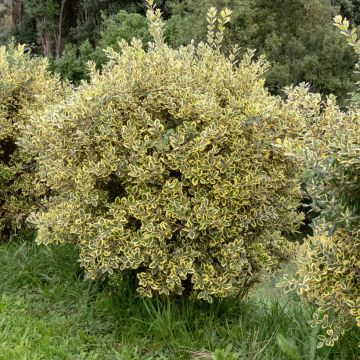 Metrosideros excelsa Aurea - Neuseeländischer Eisenholzbaum