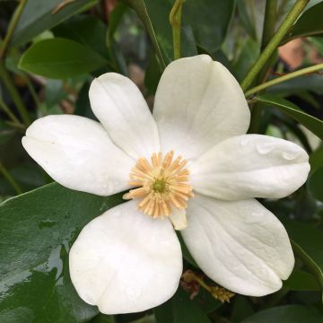 Magnolia yunnanensis - Yunnan-Magnolie