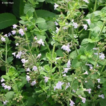 Balkan-Bergminze - Micromeria thymifolia