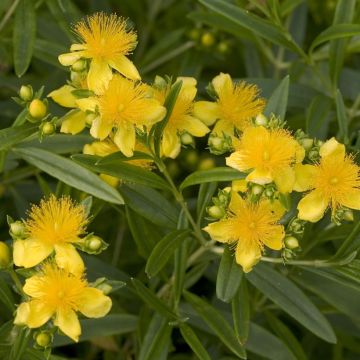 Hypericum kalmianum Sunny Boulevard - Johanniskraut