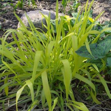 Milium effusum Aureum - Flattergras