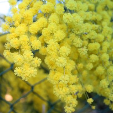 Acacia howittii Clair De Lune - Akazie