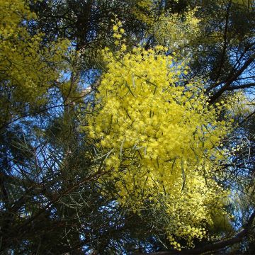 Acacia boormanii - Akazie