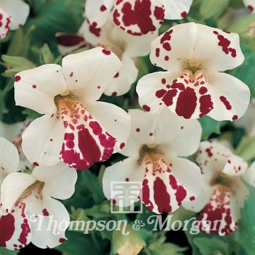 Gauklerblume Monkey Magic (Samen) - Mimulus