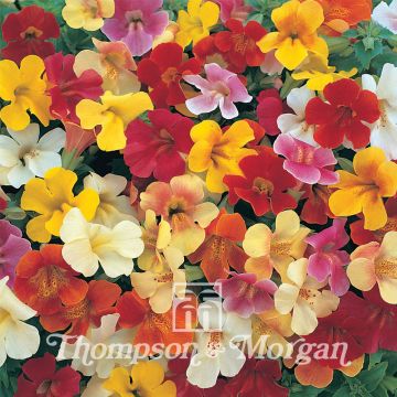 Gauklerblume Mystic Mixed (Samen) - Mimulus