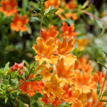 Gauklerblume Mai Tai Orange - Mimulus aurantiacus