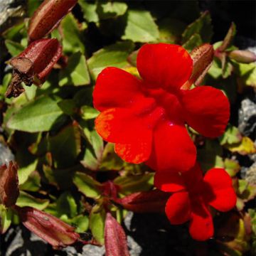 Gauklerblume Roter Kaiser - Mimulus cupreus