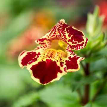 Rotgefleckte Gauklerblume - Mimulus luteus