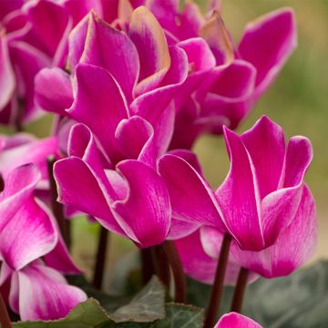 Cyclamen Bisou Violet - Zimmer-Alpenveilchen