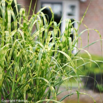 Riesen-Chinaschilf Alligator - Miscanthus giganteus