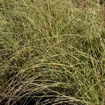 Chinaschilf Morning Light - Miscanthus sinensis