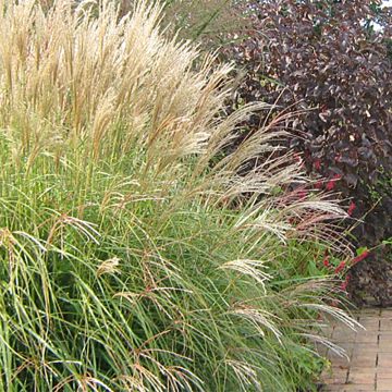 Miscanthus sinensis Yaku-Jima - Roseau de Chine 