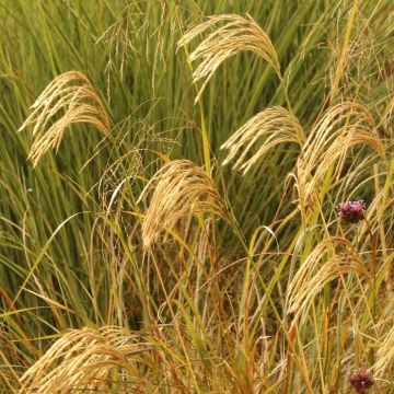 Nepal-Chinaschilf - Miscanthus nepalensis