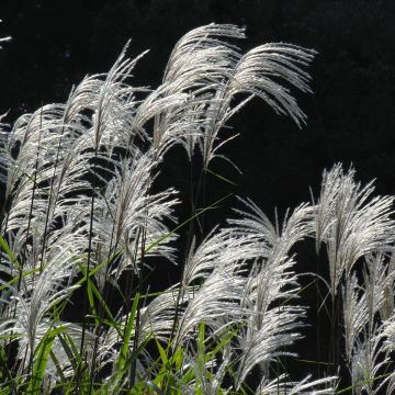 Amur-Silbergras - Miscanthus sacchariflorus