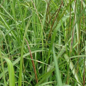 Chinaschilf August Feder - Miscanthus sinensis