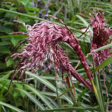 Chinaschilf Boucle - Miscanthus sinensis