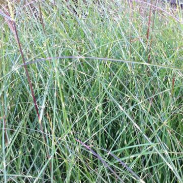 Chinaschilf Etincelle - Miscanthus sinensis