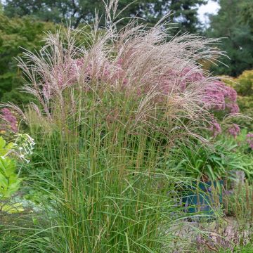 Chinaschilf Flamingo - Miscanthus sinensis