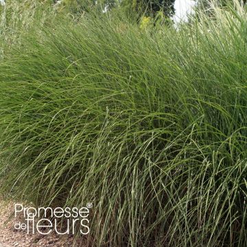 Chinaschilf Gnom - Miscanthus sinensis