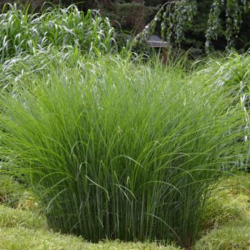 Chinaschilf Gracillimus - Miscanthus sinensis