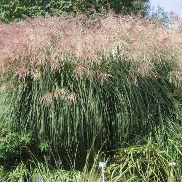 Miscanthus sinensis Graziella - Roseau de Chine