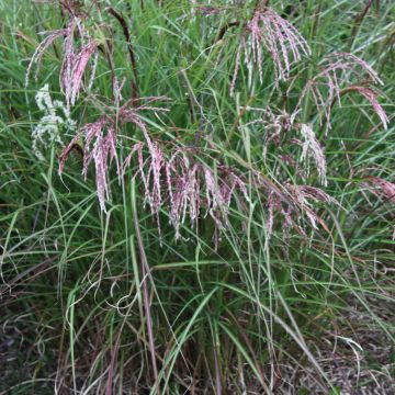 Miscanthus sinensis Kaskade - Roseau de Chine