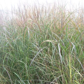 Miscanthus sinensis Kleine Silberspinne - Roseau de Chine