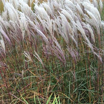 Chinaschilf Nippon - Miscanthus sinensis