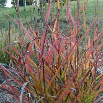 Chinaschilf Purple Fall - Miscanthus sinensis