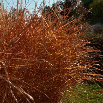 Miscanthus sinensis Purpurascens, Eulalie