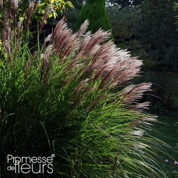 Chinaschilf Red Chief - Miscanthus sinensis