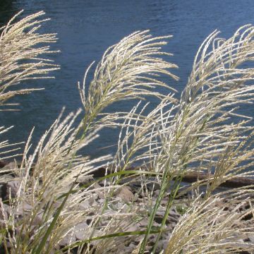 Miscanthus sinensis Roland - Roseau de Chine